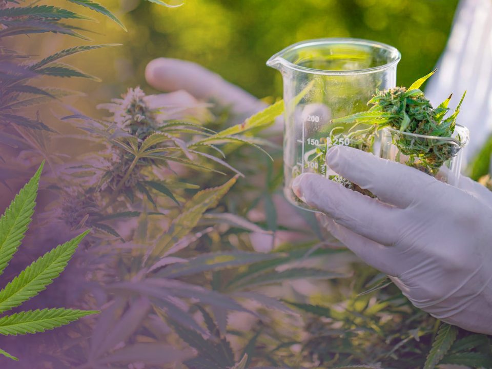 New Legalization & Growth Shows Better Cannabis Testing Needed