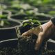 Cannabis Business