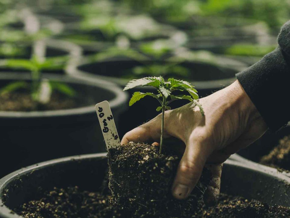 Cannabis Business