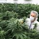 How Cannabis Clients Can Remain Sound Around Coronavirus Pandemic