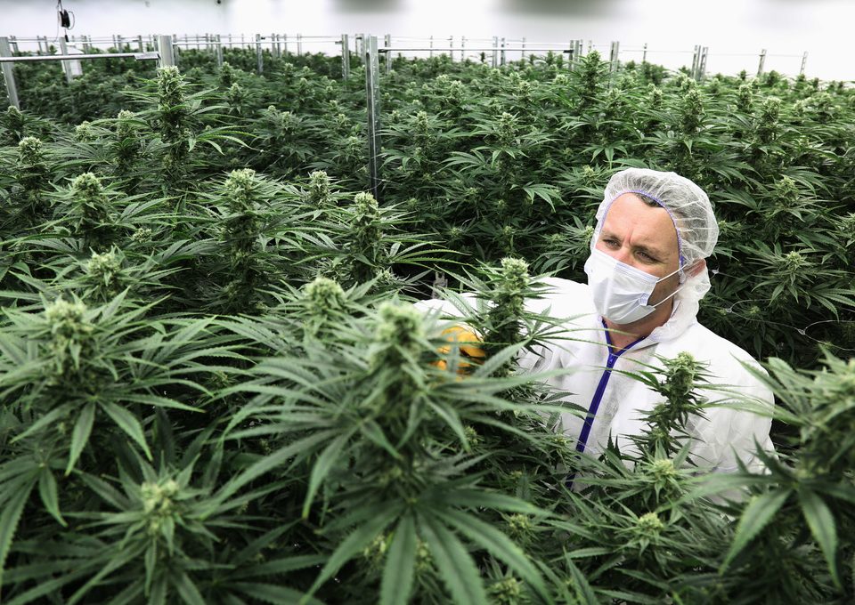 How Cannabis Clients Can Remain Sound Around Coronavirus Pandemic